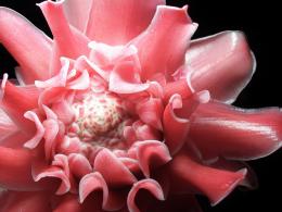 Torch ginger